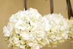 Ivory and Chocolate Theme