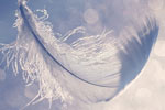 Feeling Feathers {part 1}