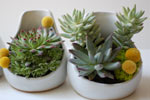 Simple Succulents