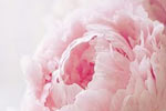 Floral Friday: Peony